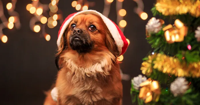 My Dogs Are Ready For Christmas