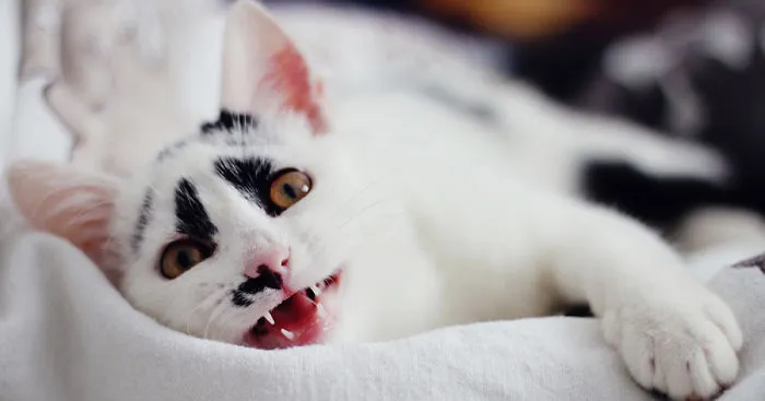 I Adopted A Cat With Funny Markings
