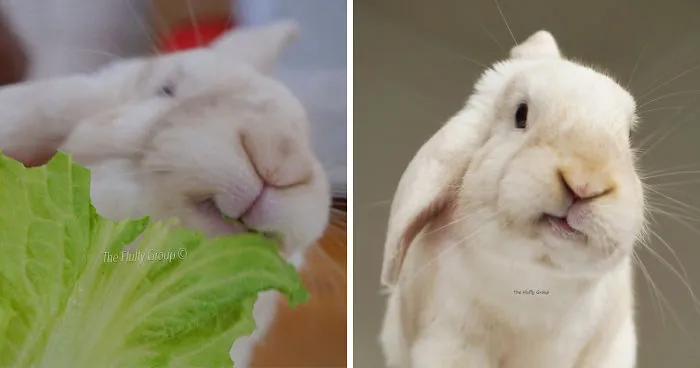 Our Bunny That We Adopted Is Always Happy