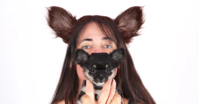 Pixel & Pebbles: My Chihuahuas Having A Blast In The Photo Studio