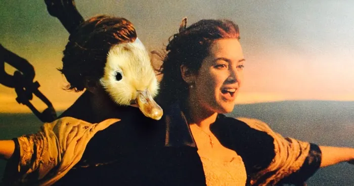 Dead Duckling Comes Back To Life As Leonardo Duckaprio
