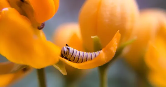Tiny Caterpillar Resting In A Cozy Flower Bed