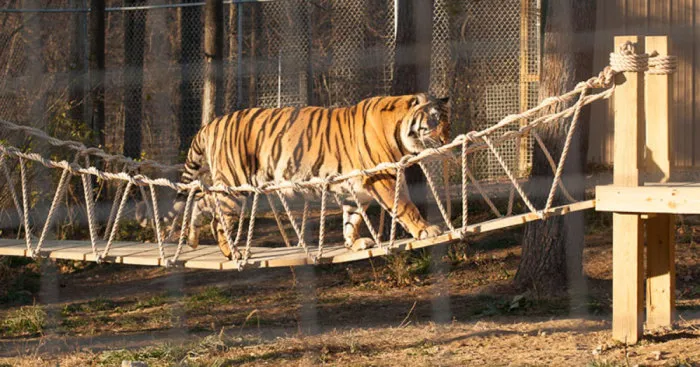 We Built An Indiana Jones Tiger Bridge For An Animal Sanctuary