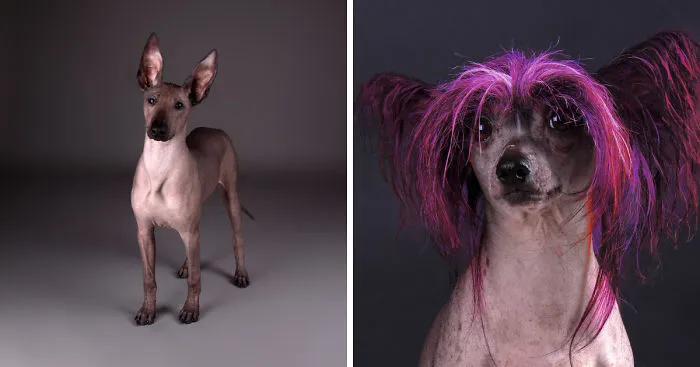 I Photograph 'Naked' Dogs That A Friend Of Mine Brings To My Studio