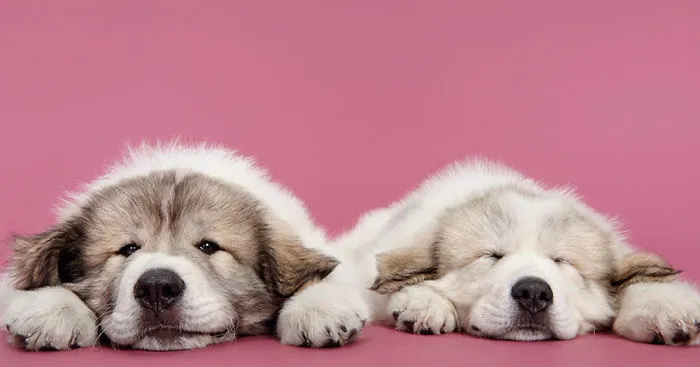 What’s Cuter Than Photographs Of Just One Dog? Photographs Of Two Dogs!