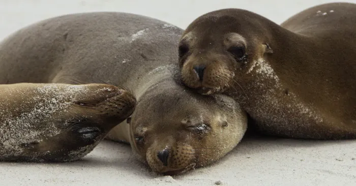 One Trip To The Galapagos And 7,000 Photos Later, This Is What I Have To Show For It