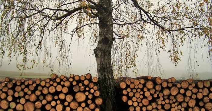 A Mother Tree On A Foggy On A Foggy Autumn Morning