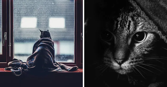 Photographing Cats Helps Me Deal With My Insecurity And Dark Past
