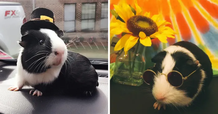 When A Guinea Pig Is Way More Photogenic Than Its Owner