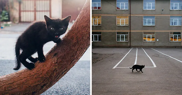 Cats In Town