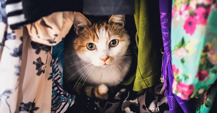 How To Take Better Photos Of Cats