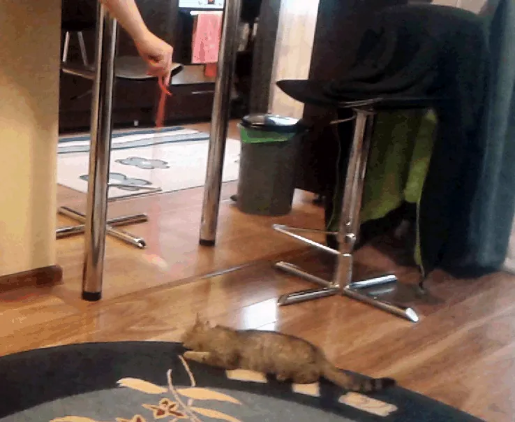 150 Cats Who Immediately Regretted Their Poor Life Choices