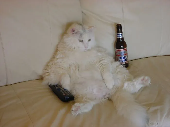 150 Cats Who Immediately Regretted Their Poor Life Choices