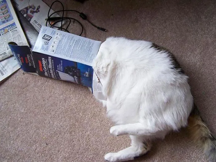 150 Cats Who Immediately Regretted Their Poor Life Choices