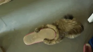 150 Cats Who Immediately Regretted Their Poor Life Choices