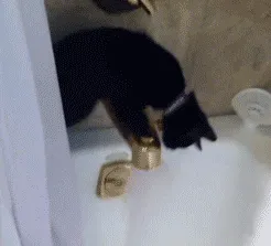 150 Cats Who Immediately Regretted Their Poor Life Choices