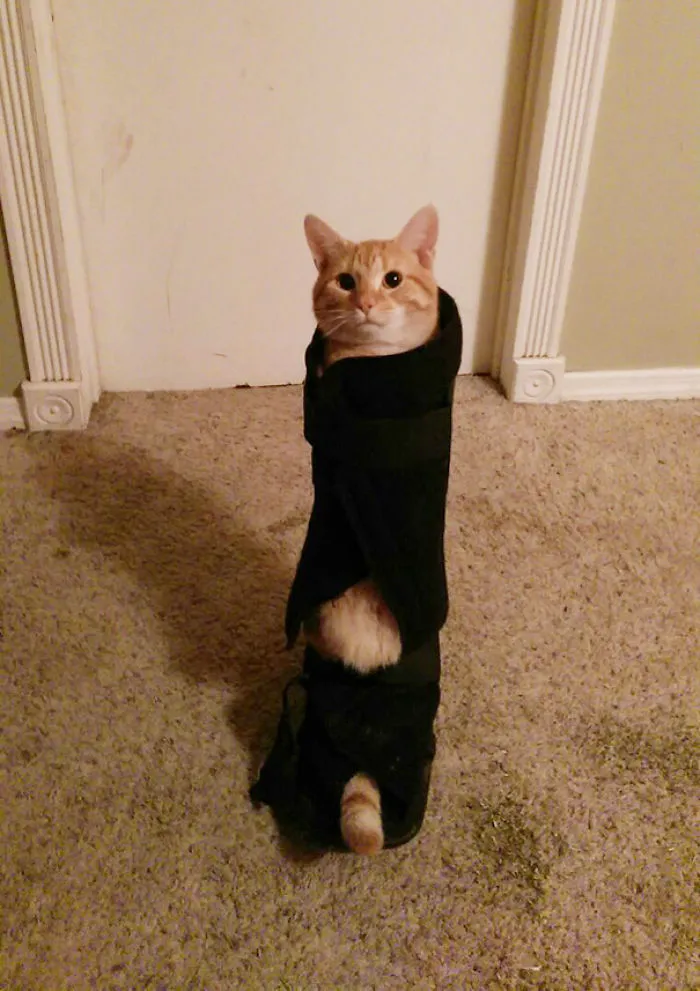 150 Cats Who Immediately Regretted Their Poor Life Choices