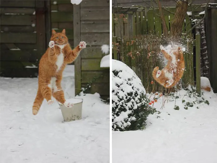 150 Cats Who Immediately Regretted Their Poor Life Choices