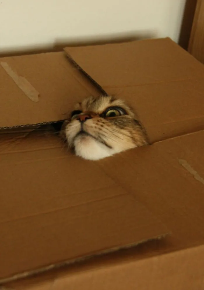 150 Cats Who Immediately Regretted Their Poor Life Choices