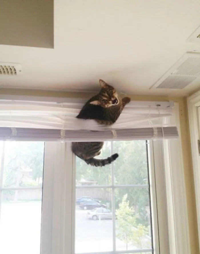 150 Cats Who Immediately Regretted Their Poor Life Choices