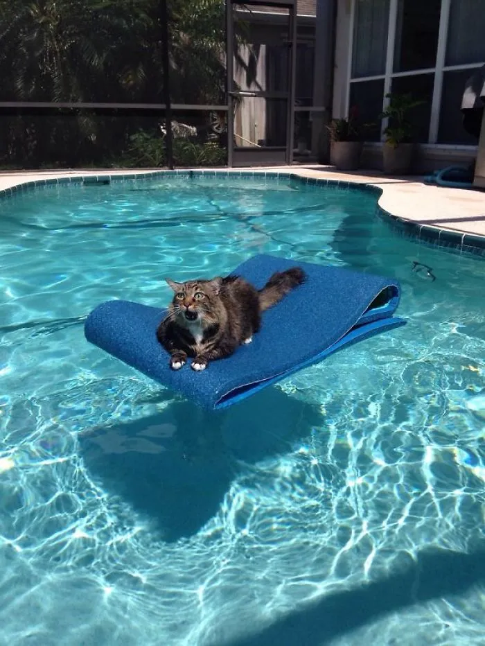150 Cats Who Immediately Regretted Their Poor Life Choices