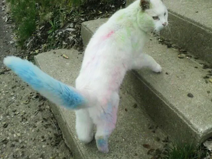 150 Cats Who Immediately Regretted Their Poor Life Choices