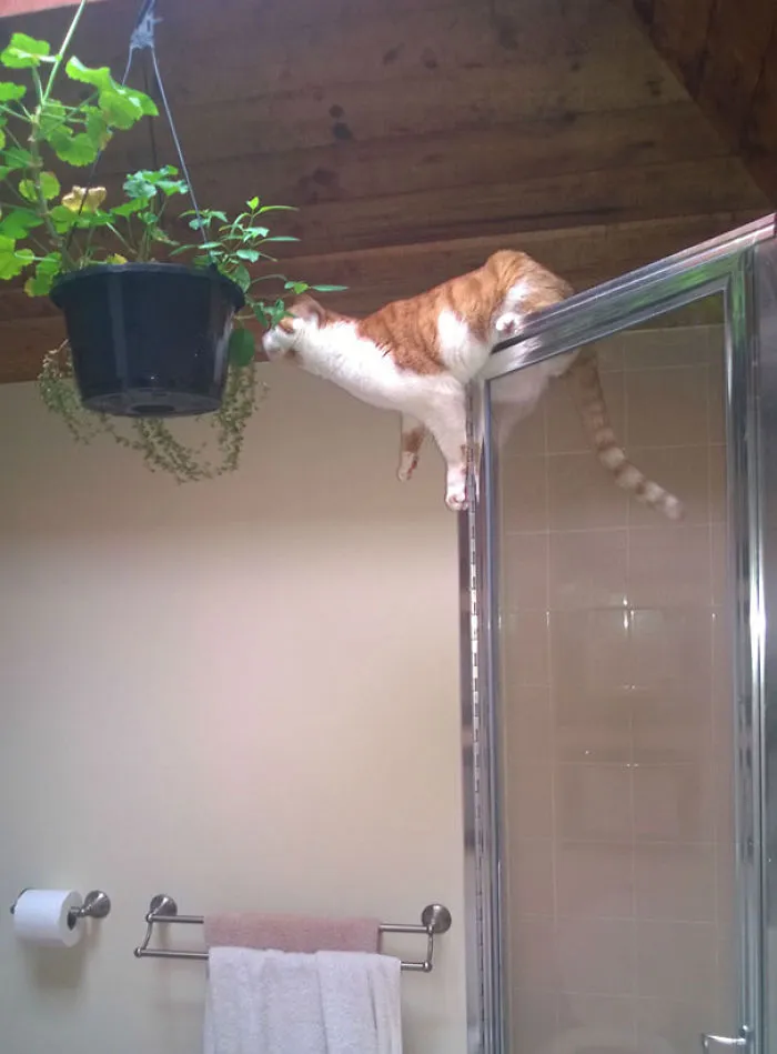 150 Cats Who Immediately Regretted Their Poor Life Choices
