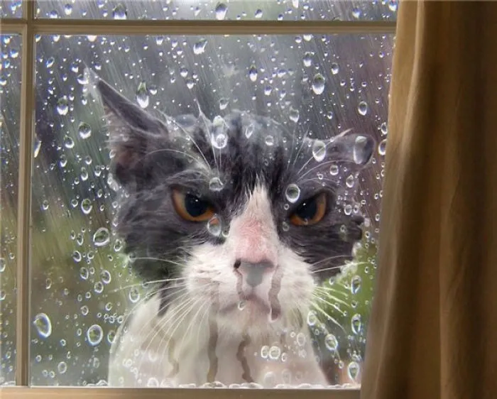 150 Cats Who Immediately Regretted Their Poor Life Choices