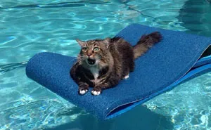 150 Cats Who Immediately Regretted Their Poor Life Choices