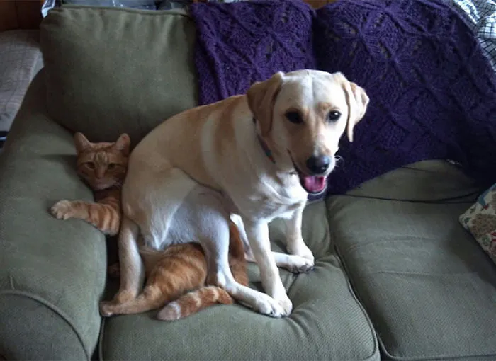 When My Dog Decided To Sit On My Cat