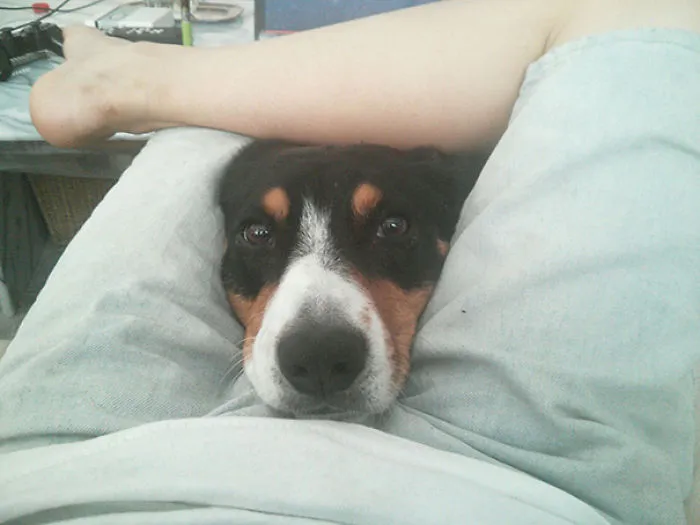 My Dog Has Personal Space Issues