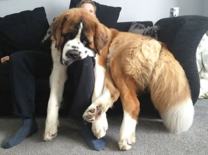 This Dogs Don't Believe In Personal Space