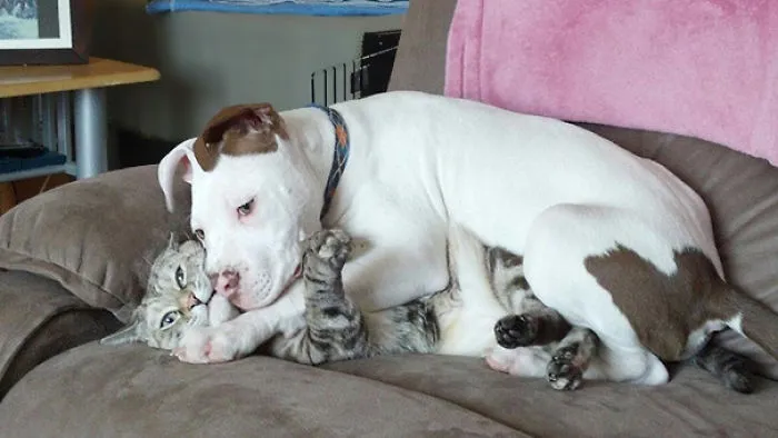 My Friends Puppy Just Wanted To Cuddle. The Cat? Not So Interested