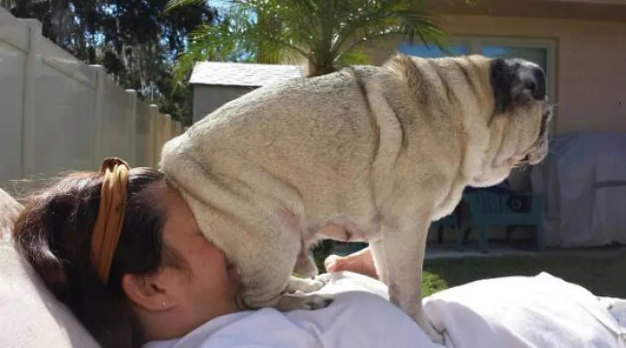 Dog Who Is Also A Face Mask