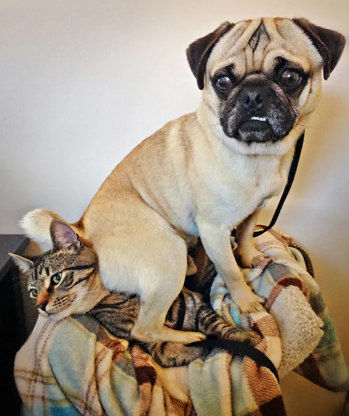 I Don't Always Sit On Cats, But When I Do I Sit On Miles