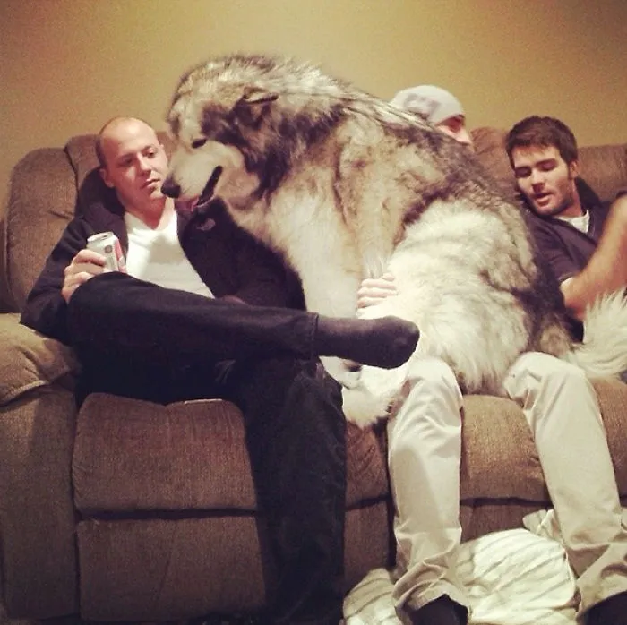 My Friends Malamute Thinks He's A Lap Dog
