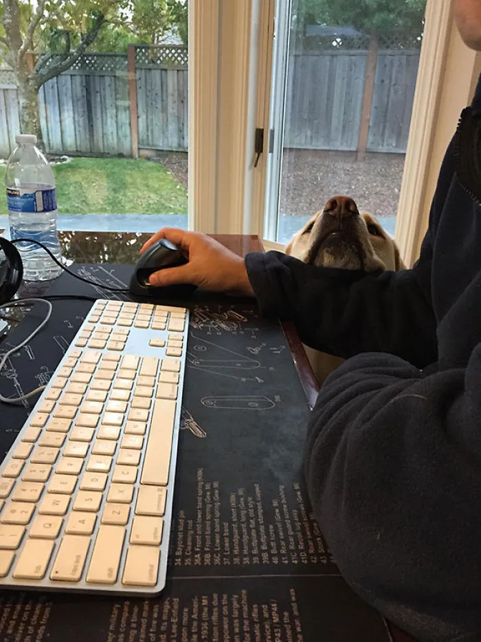 My Dog Knows When I'm Using The Computer Too Much