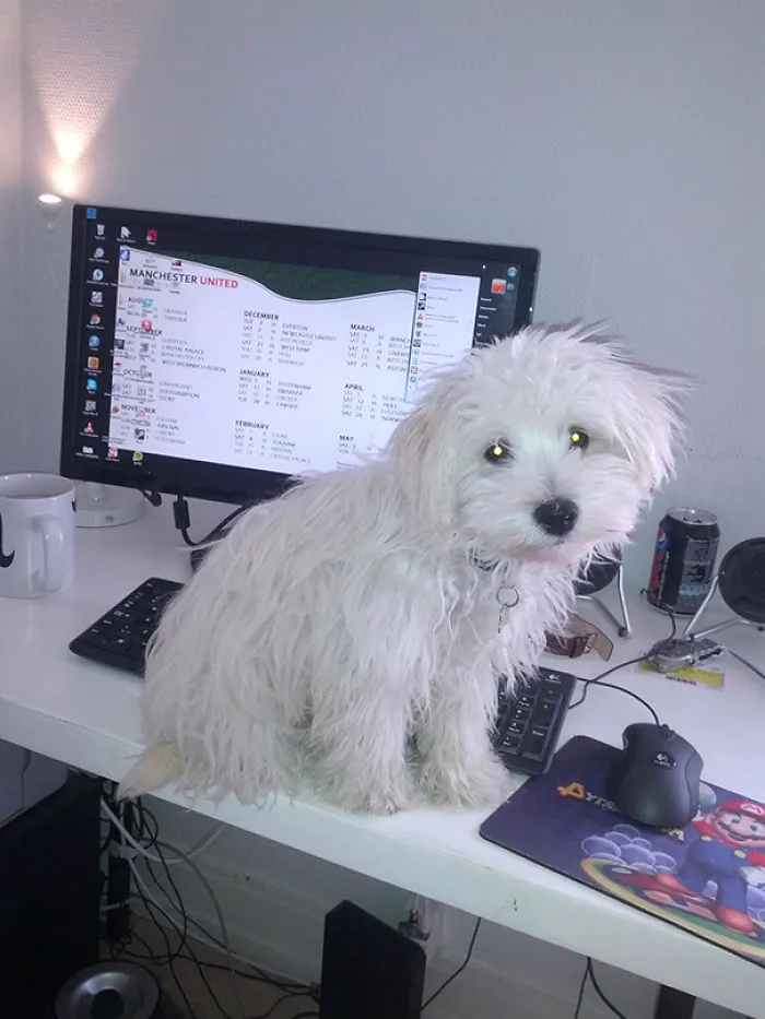Think My Dog Might Be Jealous Of My Computer