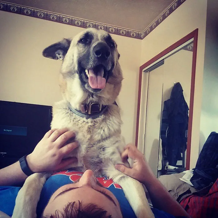 No Such Thing As Personal Space When You Own A German Shepherd Dog