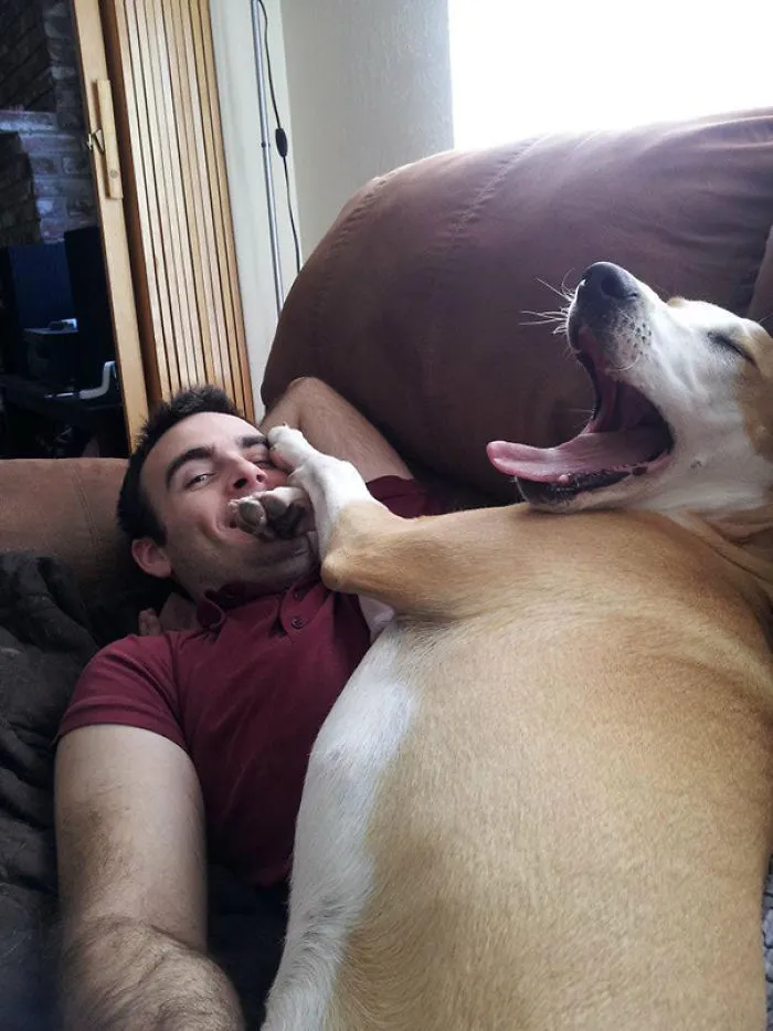 My Whippet Is Also A Lap Dog, But Has No Respect For Personal Space