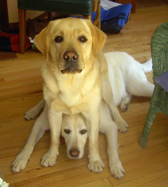 This Dog’s Very Awkward Attempt To Cuddle