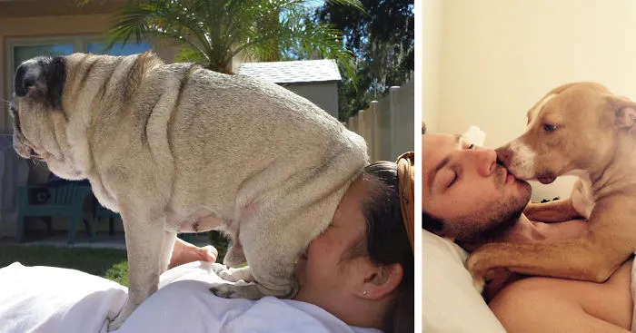 130 Asshole Dogs That Don't Care About Personal Space