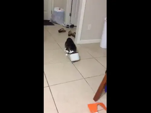 150 Cats Who Immediately Regretted Their Poor Life Choices