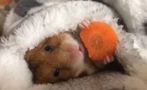 Adorable Japanese Hamster Eating A Carrot Before Sleeping Is Taking Over The Internet