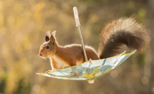 I Shoot Squirrels In My Backyard, And I Can Almost Make A Living From What I Love