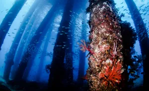 I Photographed An Underwater Forest In Bali