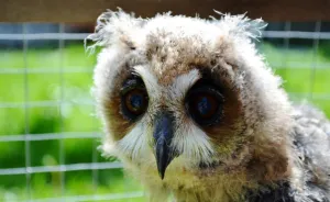 I Rescued A Mexican Striped Owl Named Loki And She Imprinted To Me