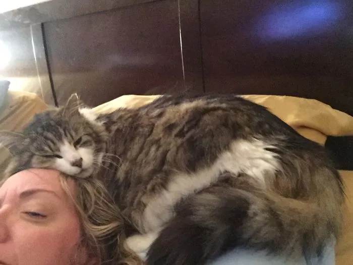 Maine Coon cat comfortably resting on a person's head, showcasing its large size and gentle nature.