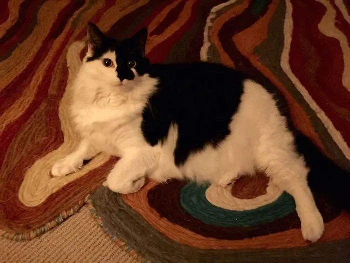 Black and white Maine Coon cat with soft fur lying on a colorful patterned rug at home.