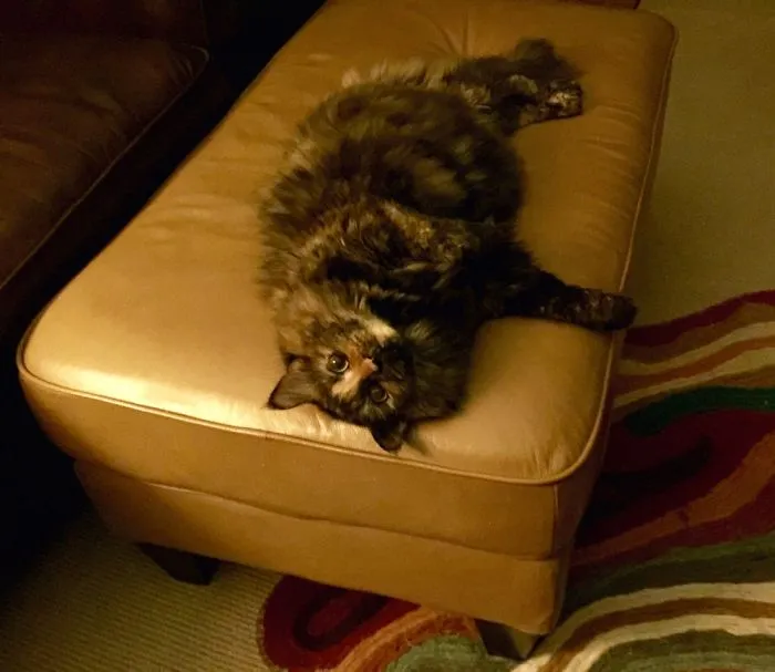 A fluffy Maine Coon cat lying on a tan leather ottoman in a cozy room with soft lighting.